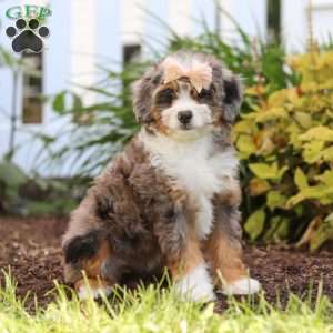 Ember, Mini Bernedoodle Puppy